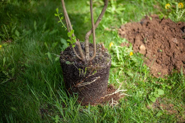 Sapling untuk penanaman di tanah. Penghutanan kembali — Stok Foto