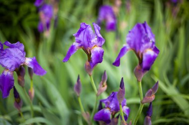 Mor çiçekler. Tarlada çiçek