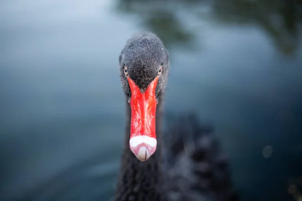 Cisne negro con pico rojo. Primer plano. — Foto de Stock