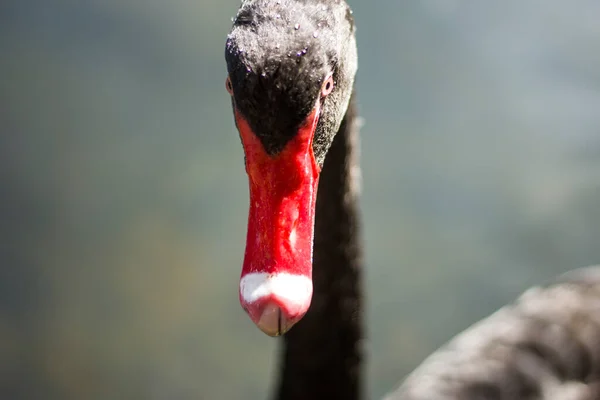 Cisne negro con pico rojo. Primer plano. — Foto de Stock