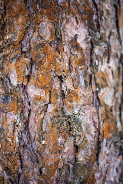 Casca de pinheiro. Superfície de madeira. — Fotografia de Stock