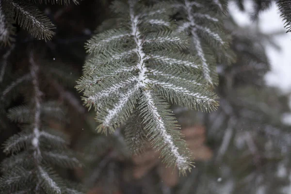 Rama de abeto en invierno. — Foto de Stock