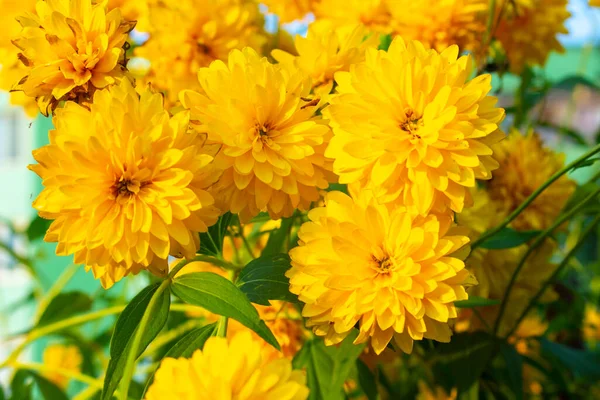 Flores amarelas crescem no campo e no jardim. — Fotografia de Stock