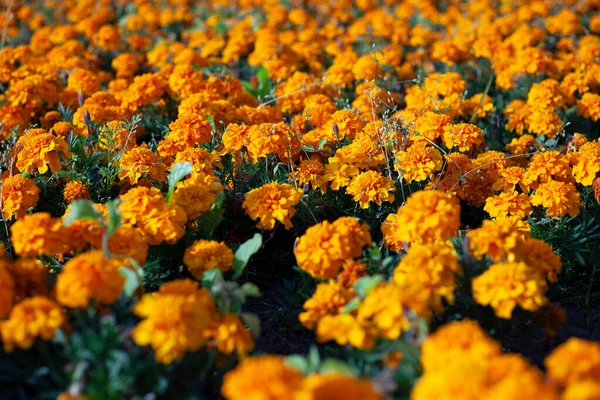 Turuncu çiçekler tarlada ve bahçede yetişir..