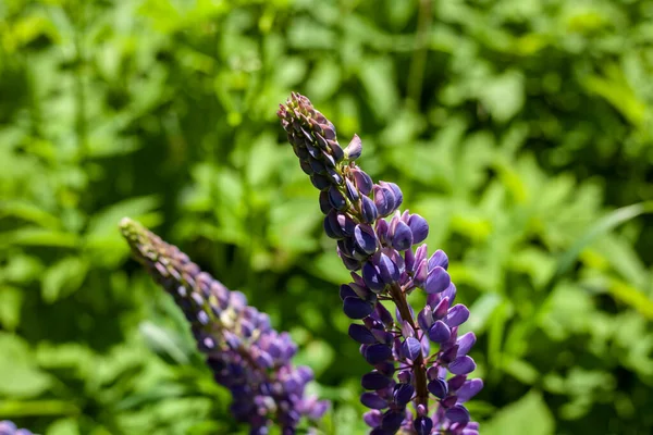 紫色の花。野の花 — ストック写真