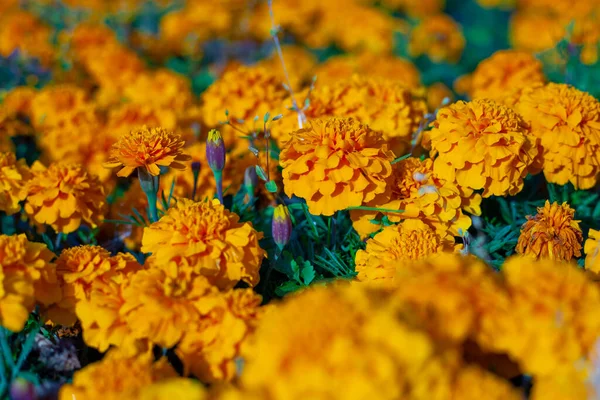 Flores de laranja crescem no campo e no jardim. — Fotografia de Stock