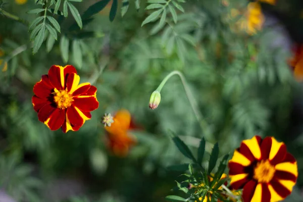 Flores de laranja crescem no campo e no jardim. — Fotografia de Stock