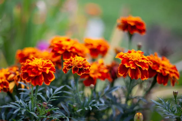Flores de laranja crescem no campo e no jardim. — Fotografia de Stock