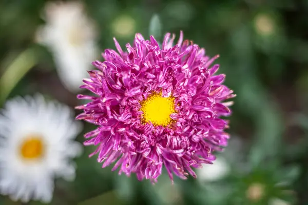 Lila Blüten. Blume auf dem Feld — Stockfoto