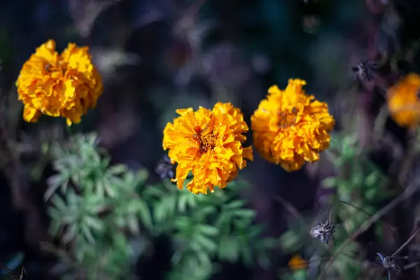 Narancssárga virágok nőnek a mezőn és a kertben. — Stock Fotó