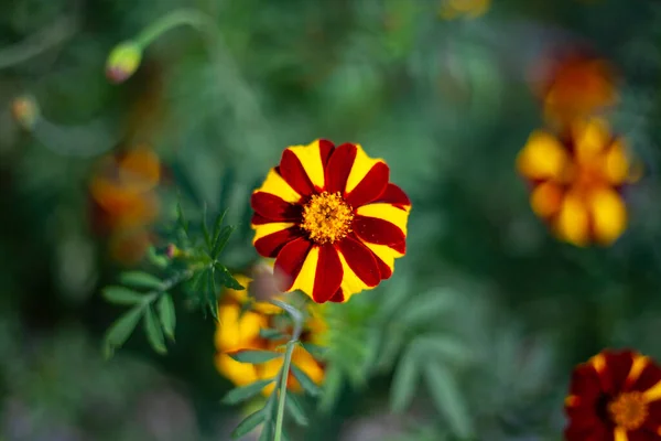 Flores de laranja crescem no campo e no jardim. — Fotografia de Stock