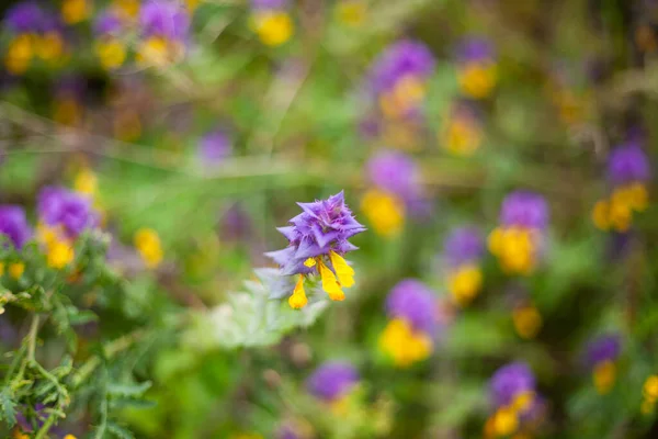 Fleurs violettes. Fleur dans le champ — Photo