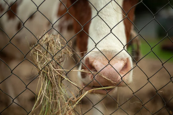 A vaca está a comer feno. Vaca na quinta. — Fotografia de Stock