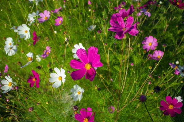 Цветы в саду. Красивый фон с цветами растущими в природе. — стоковое фото