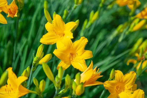 Blommor i trädgården. Vacker bakgrund med blommor som växer i naturen. — Stockfoto