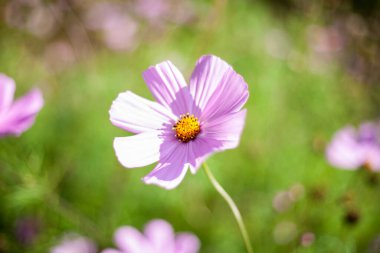 Bahçedeki güzel çiçek.