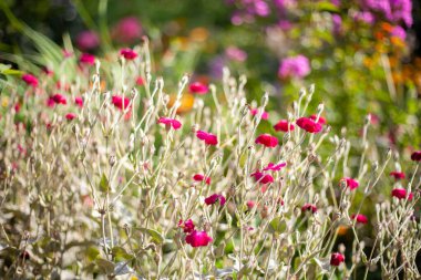 Bahçedeki güzel çiçek.