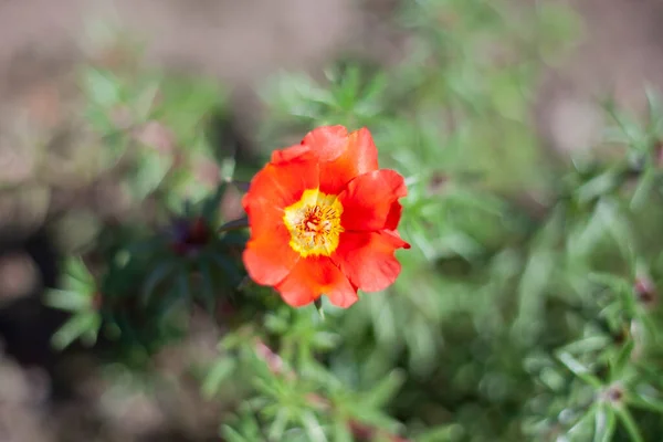 Krásná květina v zahradě. — Stock fotografie