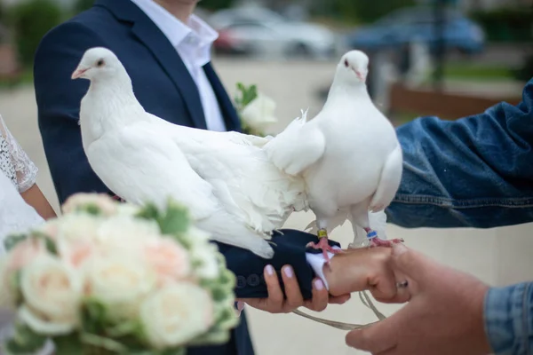 Düğün güvercinleri. Beyaz güvercinler yeni evlilerin ellerinde. — Stok fotoğraf