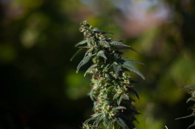 Sokakta marihuana yetiştiriyorum.. 