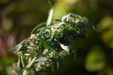 Sokakta marihuana yetiştiriyorum.. 