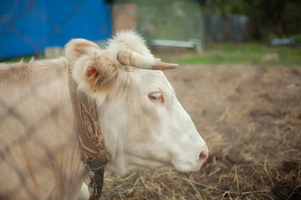 Vaca na quinta. Uma vaca atirada através de uma cerca. — Fotografia de Stock