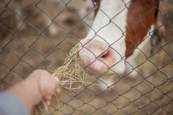 Feeds the cow over the fence. — Stock Photo, Image