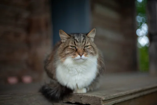A cat with white fur on his chest. The cat in the village. — Stock Photo, Image