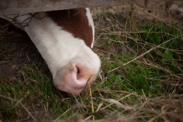 The cow is eating grass by the hedge. — Stock Photo, Image