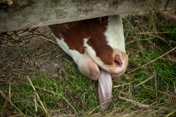 La mucca sta mangiando erba vicino alla siepe. — Foto Stock