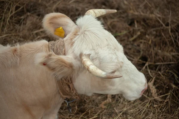 Vaca en la granja. Animal con cuernos. — Foto de Stock