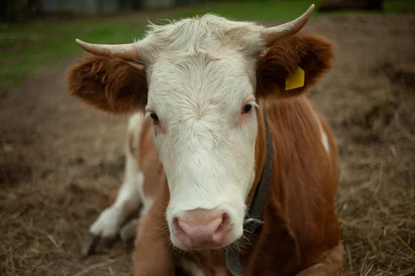 Корова на ферме. Животное с рогами. — стоковое фото