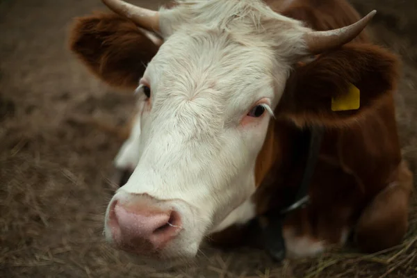 Cow on the farm. Animal with horns. — Stock Photo, Image