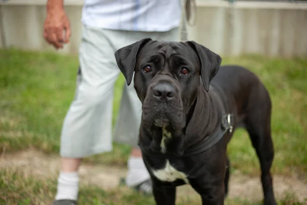 Sokakta köpek gezdirdim. İngiliz cinsinin büyük köpeği.. — Stok fotoğraf