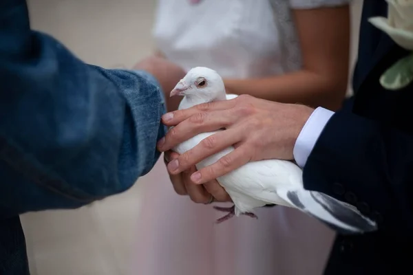 Fehér galambok a kezükben. Esküvői szimbólum. — Stock Fotó