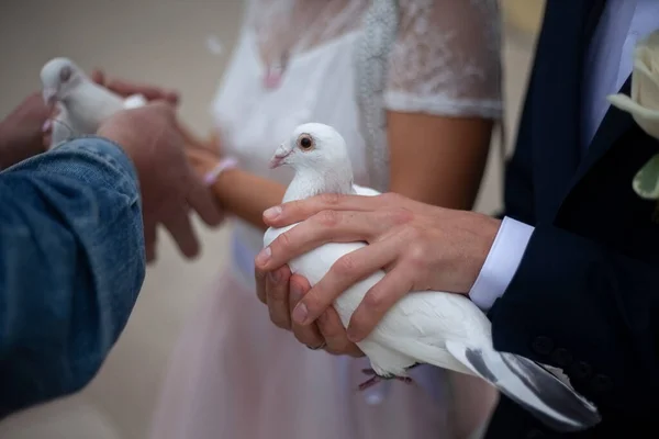 Fehér galambok a kezükben. Esküvői szimbólum. — Stock Fotó
