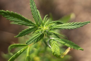 Sokakta marihuana yetişiyor.. 