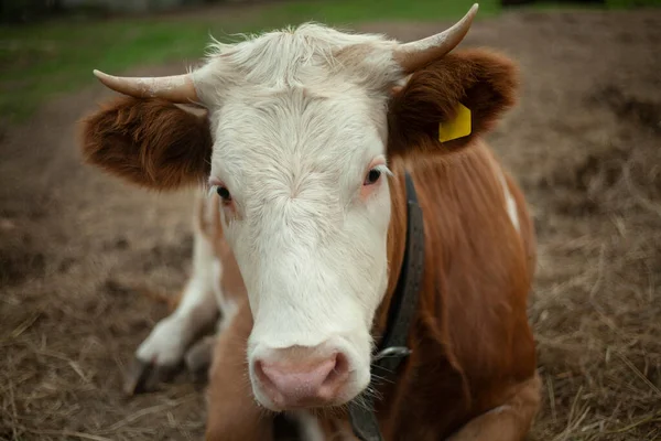 Αγελάδα στη φάρμα. Ζώο με κέρατα. — Φωτογραφία Αρχείου