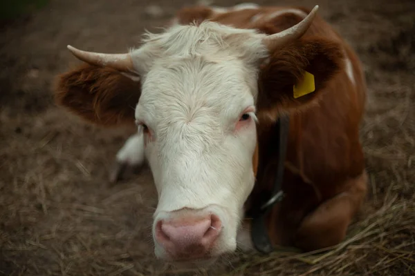 Vache à la ferme. Animal avec cornes. — Photo