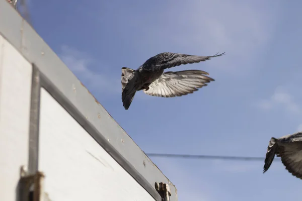 車の屋根の上に鳩. — ストック写真