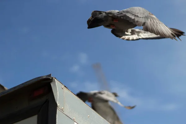 通りに鳩がいる。市鳥. — ストック写真