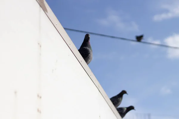 Colombes dans la rue. oiseau de ville. — Photo