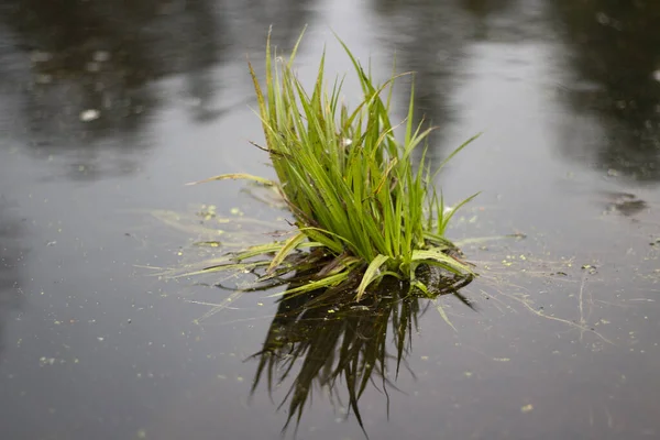 Plantera i vattnet. Gräset växer på sjön. — Stockfoto