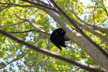 Ağaçtaki kedi. Şirin kedi ağaçtan aşağıya bakıyor.. 