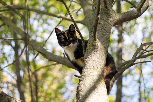 Katt på trädet. Söt katt tittar ner från trädet. — Stockfoto