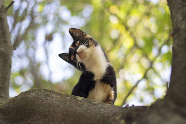 Cat on the tree. Cute cat looks down from the tree. — Stock Photo, Image