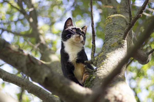 Katt på trädet. Söt katt tittar ner från trädet. — Stockfoto