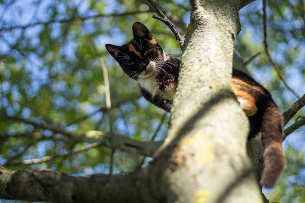 Katt på trädet. Söt katt tittar ner från trädet. — Stockfoto