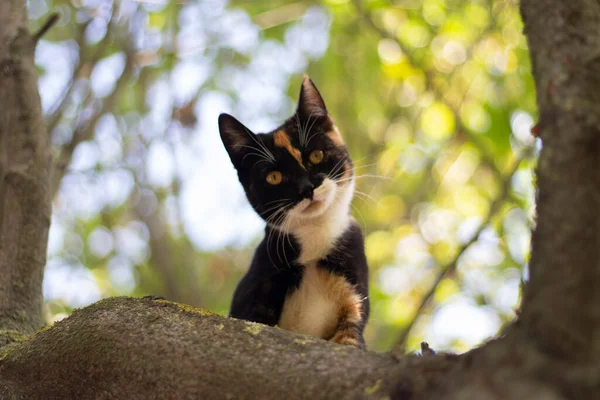 Gato na árvore. Gato bonito olha para baixo da árvore. — Fotografia de Stock