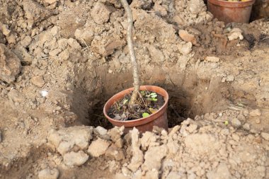 Toprağa bir ağaç dikiyorum. Toprağa bir tohum ekiyorum..